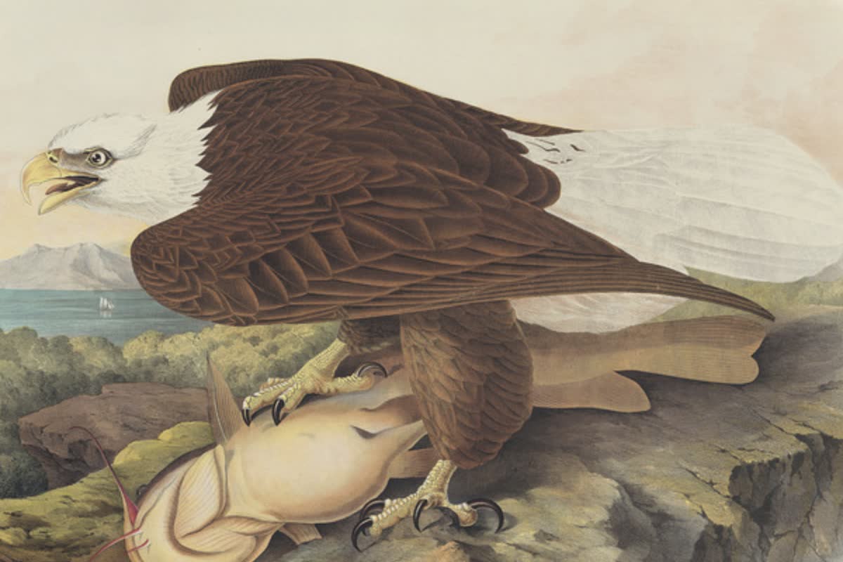History Archive - Birds Collection